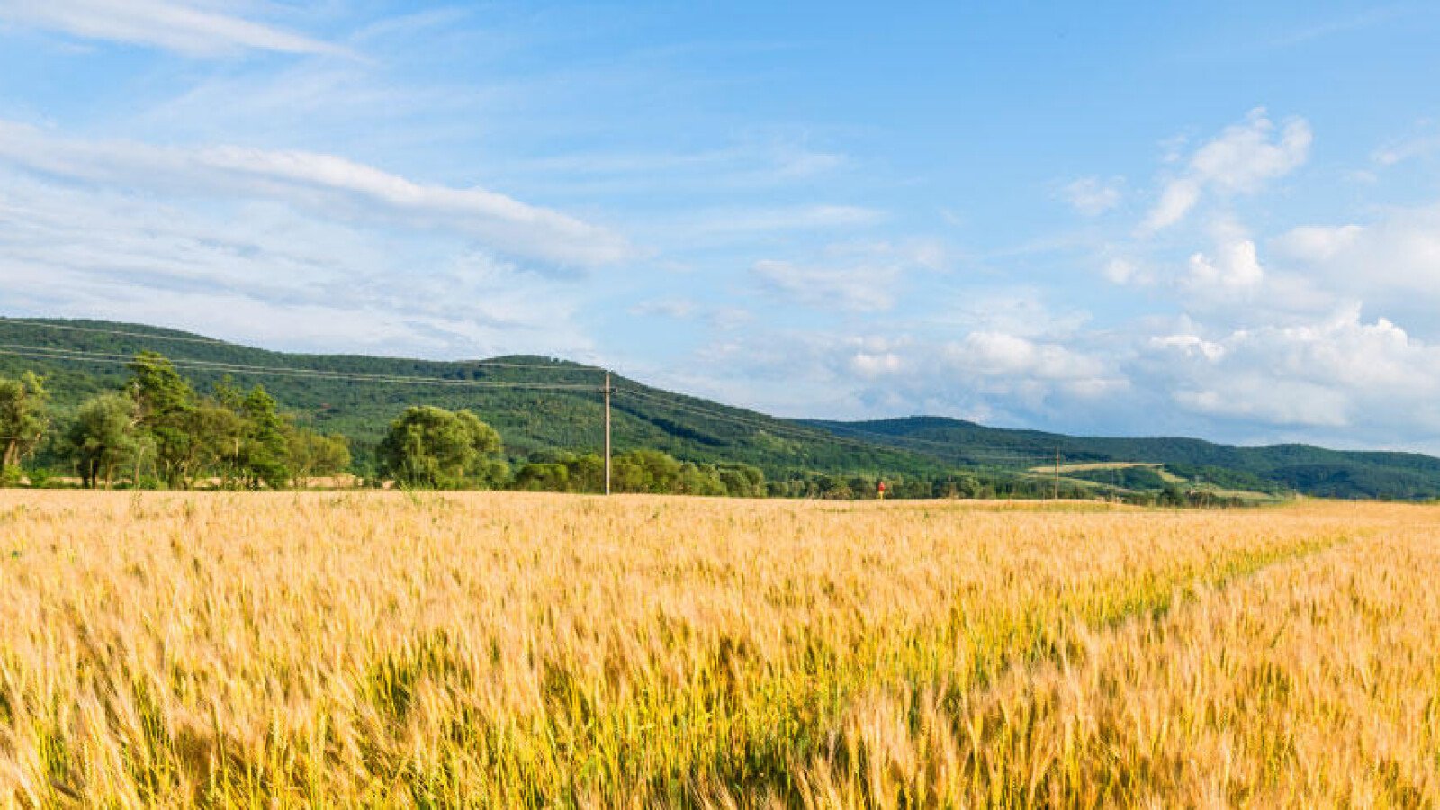 mvo-header